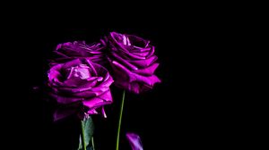 Превью обои розы, цветы, лепестки, букет, фиолетовый, темный