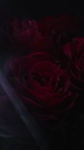 Превью обои розы, цветы, лепестки, темный