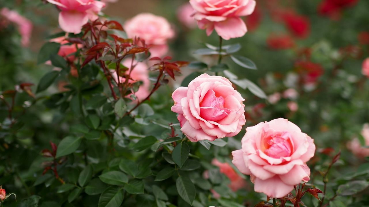 Обои розы, цветы, лепестки, розовый