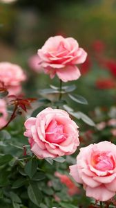 Превью обои розы, цветы, лепестки, розовый
