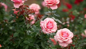 Превью обои розы, цветы, лепестки, розовый