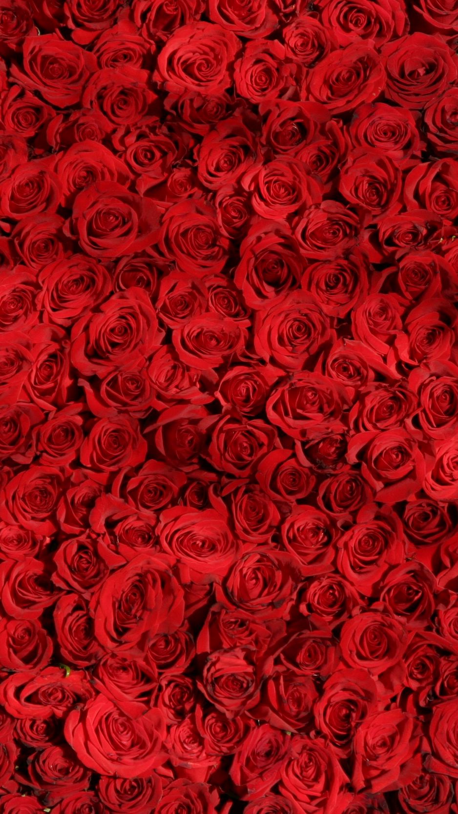 Фото Красивая роза, более 98 качественных бесплатных стоковых фото