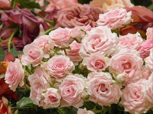 Превью обои розы, цветы, много, бутоны, розовые