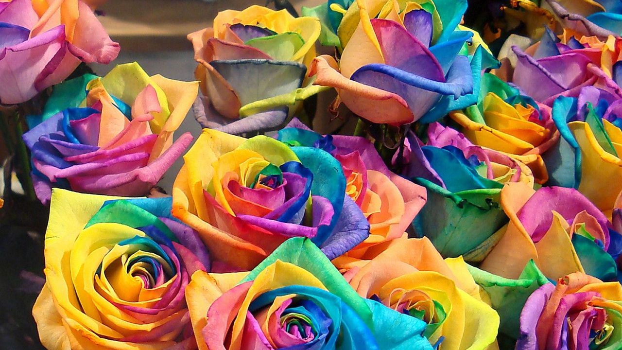 Обои розы, цветы, разноцветные, бутоны, яркие