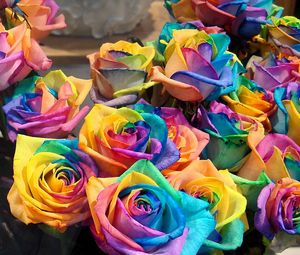 Превью обои розы, цветы, разноцветные, бутоны, яркие