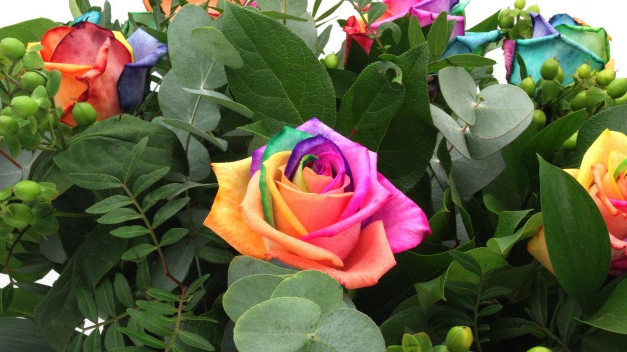 Обои розы, цветы, разноцветные, букет, зелень