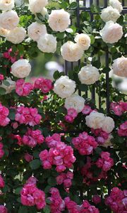 Превью обои розы, цветы, разные, ограда, зелень, красиво