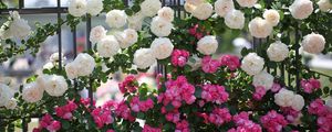 Превью обои розы, цветы, разные, ограда, зелень, красиво