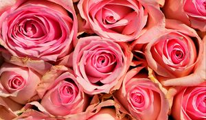 Превью обои розы, цветы, розовые, нежность, романтика
