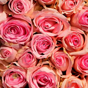 Превью обои розы, цветы, розовые, нежность, романтика