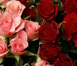 Превью обои розы, цветы, розовые, красные, капли, свежесть