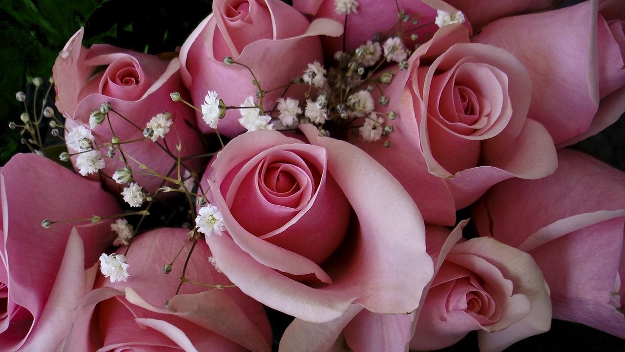 Обои розы, цветы, розовые, гипсофил, букет, бутоны