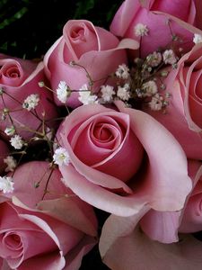 Превью обои розы, цветы, розовые, гипсофил, букет, бутоны