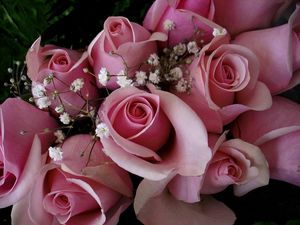 Превью обои розы, цветы, розовые, гипсофил, букет, бутоны