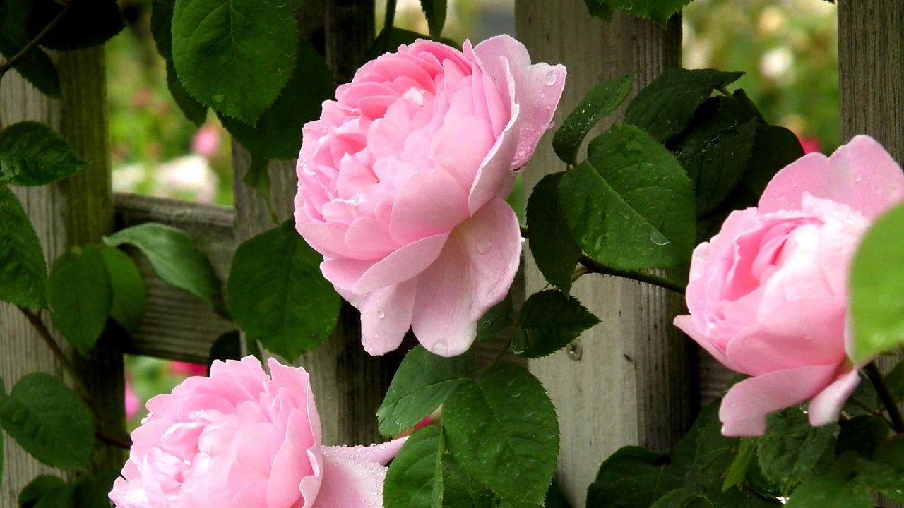 Обои розы, цветы, розовые, бутоны, забор, листья, капли, свежесть