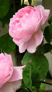 Превью обои розы, цветы, розовые, бутоны, забор, листья, капли, свежесть