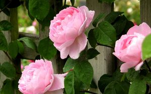 Превью обои розы, цветы, розовые, бутоны, забор, листья, капли, свежесть