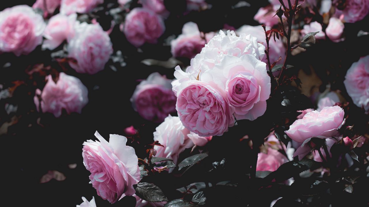 Обои розы, цветы, розовый, куст, растение