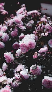 Превью обои розы, цветы, розовый, куст, растение