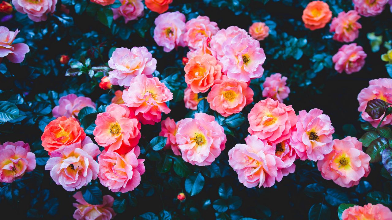 Обои розы, цветы, розовый, цветение, куст