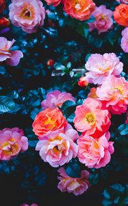 Превью обои розы, цветы, розовый, цветение, куст