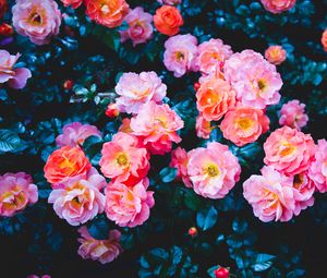 Превью обои розы, цветы, розовый, цветение, куст