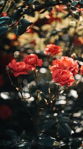Превью обои розы, цветы, розовый, растение
