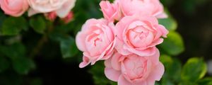 Превью обои розы, цветы, розовый, растение, куст