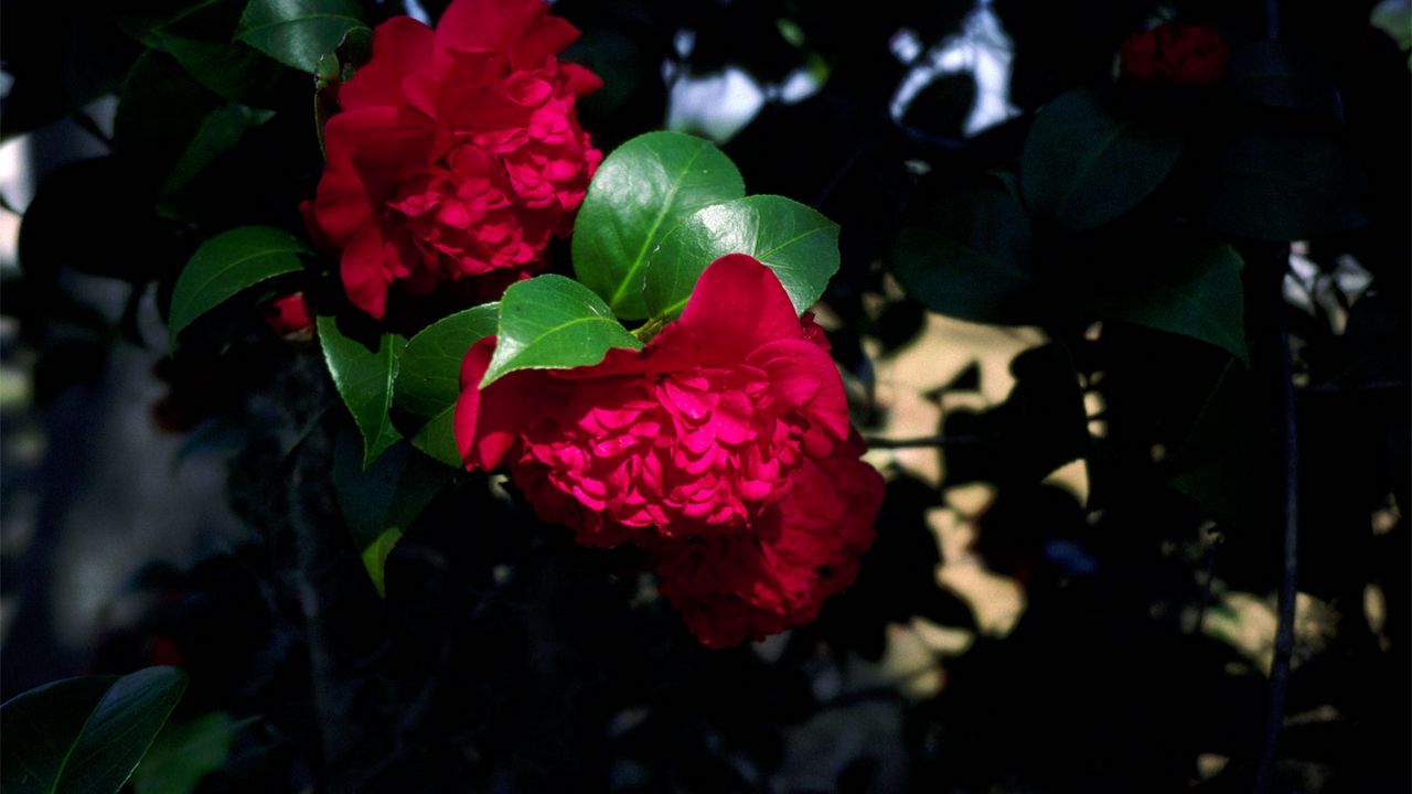 Обои розы, цветы, сад, куст, тень