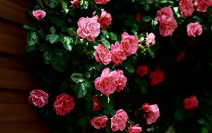 Превью обои розы, цветы, стена, зелень