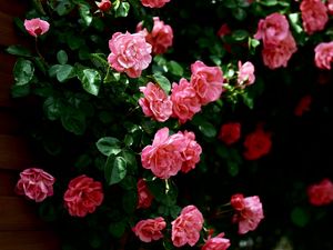Превью обои розы, цветы, стена, зелень