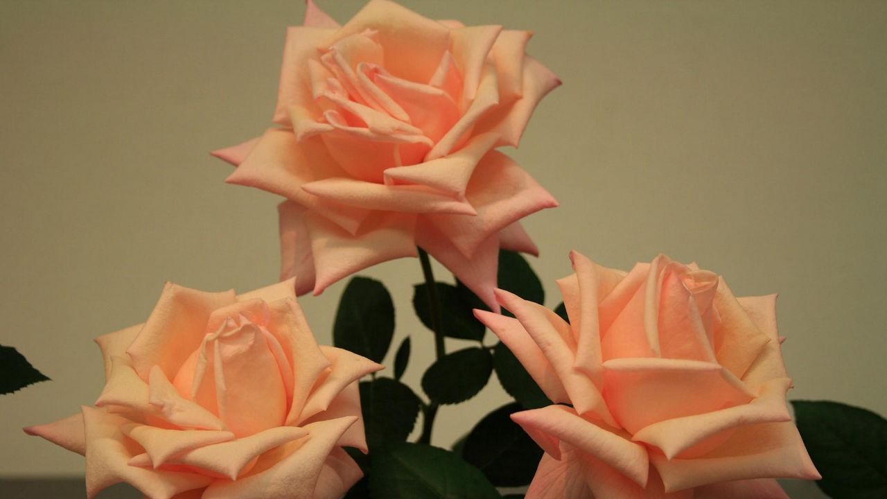 Обои розы, цветы, три, бутоны, крупный план