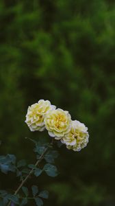 Превью обои розы, цветы, цветение, растение, желтый