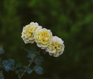 Превью обои розы, цветы, цветение, растение, желтый
