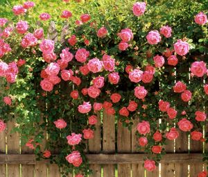 Превью обои розы, цветы, забор, зелень