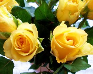 Превью обои розы, цветы, желтые, бутоны, крупный план