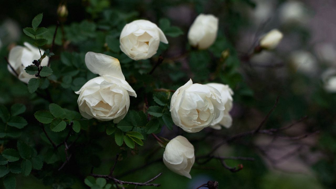 Обои розы, ветки, белый, лепестки, бутоны