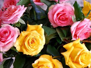 Превью обои розы, желтые, розовые, букет, бутоны