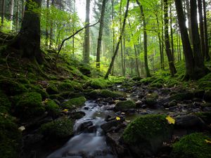 Превью обои ручей, деревья, лес, природа, пейзаж