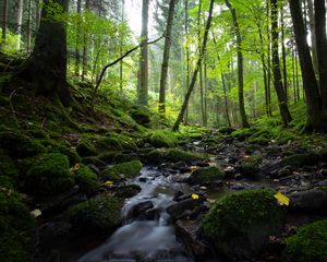 Превью обои ручей, деревья, лес, природа, пейзаж