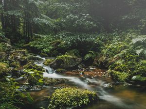 Превью обои ручей, камни, трава, растения, листья, лес