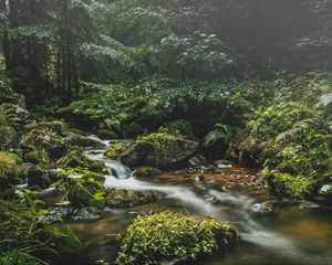 Превью обои ручей, камни, трава, растения, листья, лес