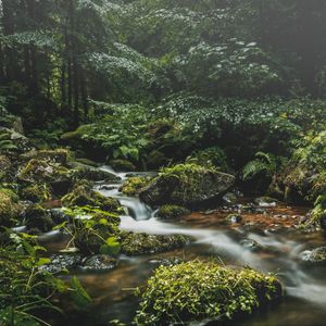 Превью обои ручей, камни, трава, растения, листья, лес