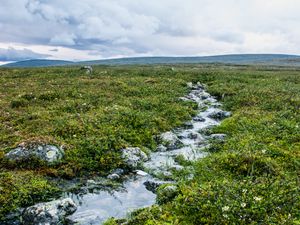 Превью обои ручей, камни, вода, поле, трава, природа