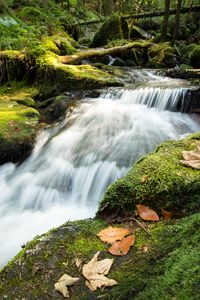 Превью обои ручей, каскад, водопад, трава, листья