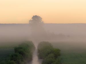 Превью обои ручей, кусты, дерево, туман