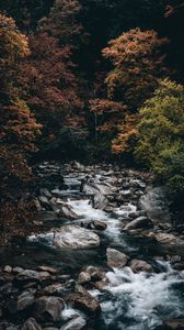 Превью обои ручей, лес, деревья, камни, вода