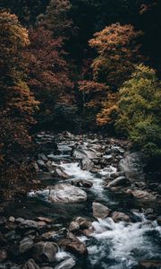 Превью обои ручей, лес, деревья, камни, вода