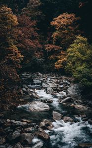 Превью обои ручей, лес, деревья, камни, вода