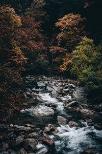 Превью обои ручей, лес, деревья, камни, вода